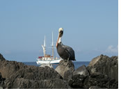 Galapagos gay tour - pelikan