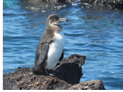 Galapagos gay tour - penguin