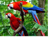 Costa Rica gay tour - Carara National Park