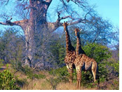 Kruger National Park gay safari