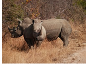 Kruger National Park gay safari - rhino