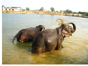 Jaipur elephant tour