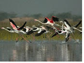 India gay tour - Bharatpur Bird Sanctuary