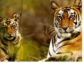 South India gay tour - Periyar Tiger Reserve