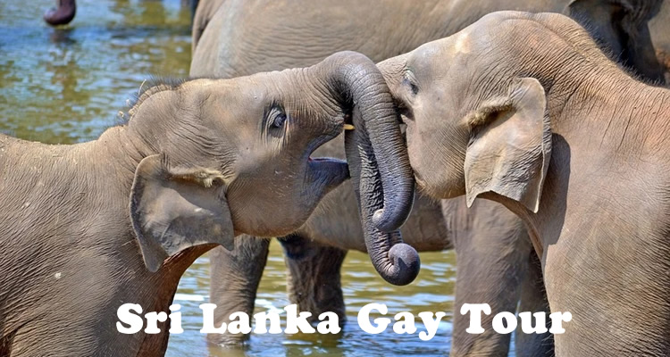 Sri Lanka (Ceylon) Gay Tour