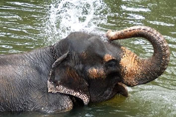 Sri Lanka gay tour - elephant bathing