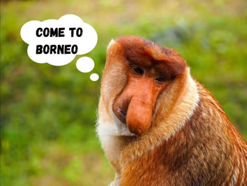 Come to Borneo