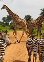Tanzania Gay Safari