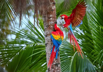 Amazon Rainforest gay adventure tour
