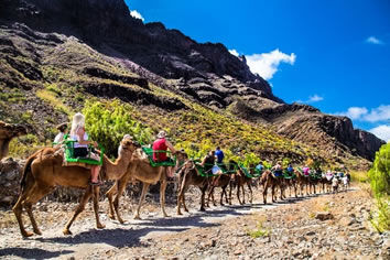Gay Gran Canaria camel ride