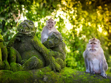 Bali gay tour monkey forest