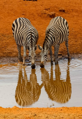 Kenya & Rwanda safari