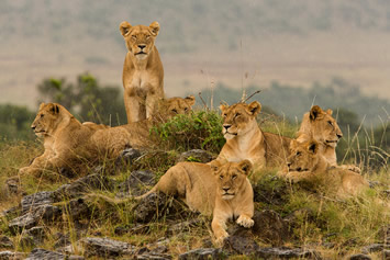 Masai Mara  Kenya gay safari