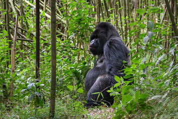 Rwanda gorilla gay safari tour