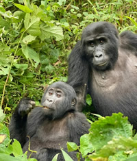 Gorilla Rwanda Gay Safari Tour