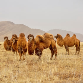 Bactrian camels