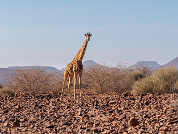 Damaraland gay safari