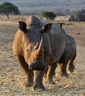 Namibia rhino