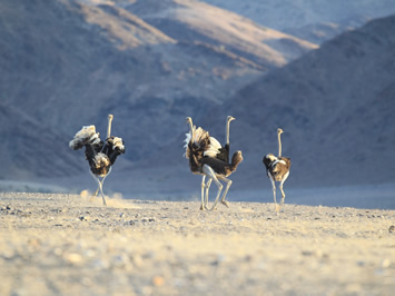 Namibia safari