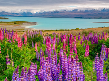 New Zealand gay tour - Lake Tekapo