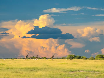 Botswana gay safari tour