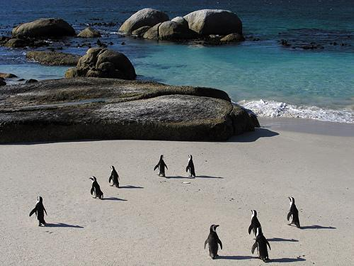 Cape Peninsula Tour