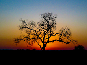 Steele Luxury Travel - South Africa Safari