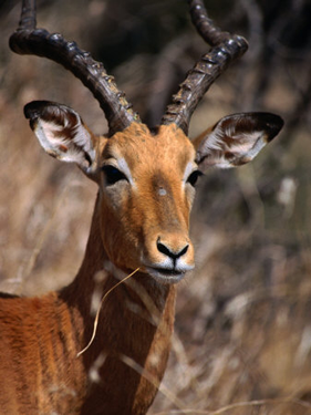Steele Luxury Travel - South Africa Safari