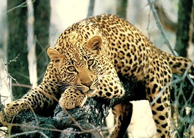 Steele Luxury Travel - South Africa Safari
