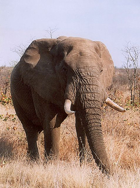 Steele Luxury Travel - South Africa Safari