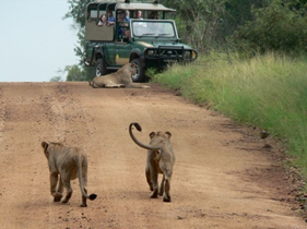 Steele Luxury Travel - South Africa Safari