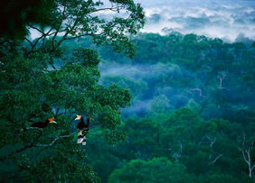 Borneo Rainforest Gay Tour