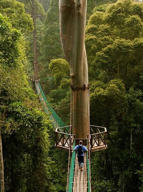 Borneo Rainforest gay adventure tour