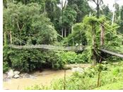 Borneo Gay adventure tour - Danum Valley