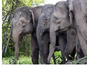 Gay Borneo tour - river elephants