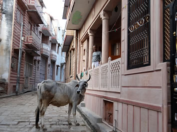 Village Walk in Narlai
