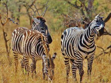 Serengeti gay safari