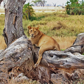 Serengeti lion