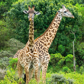 Tanzania giraffe