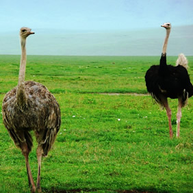 Tanzania ostriches