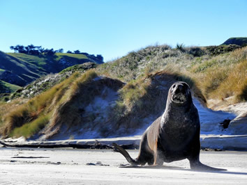 Otago sea lion