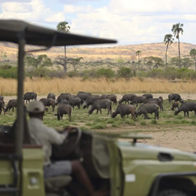 Tanzania gay safari adventure