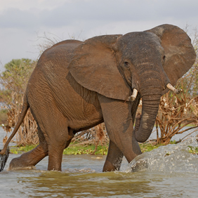 Tanzania gay safari elephant