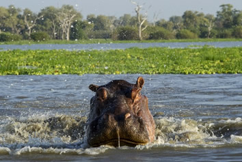 Tanzania gay safari tour hippo