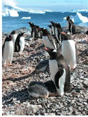 Antarctica Gay Cruise