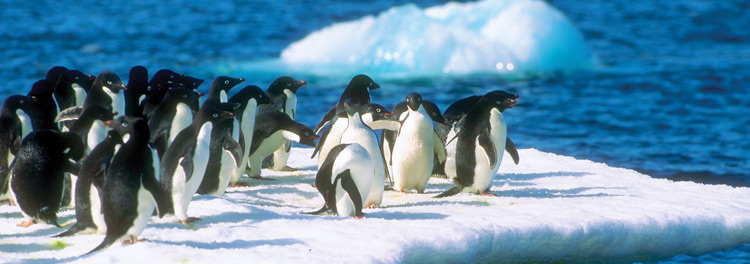 Yellow Brick Road Tours - Antarctica Gay Cruise