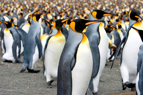 Antarctica Gay Cruise