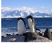 Antarctic Peninsula Gay Cruise