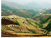 China Gay Tour - Longsheng  Rice Terraces