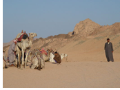 Egypt Gay Tour - Sinai Desert
